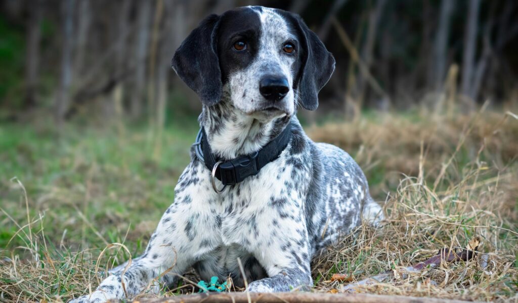 hund der spiser hundefoder uden korn