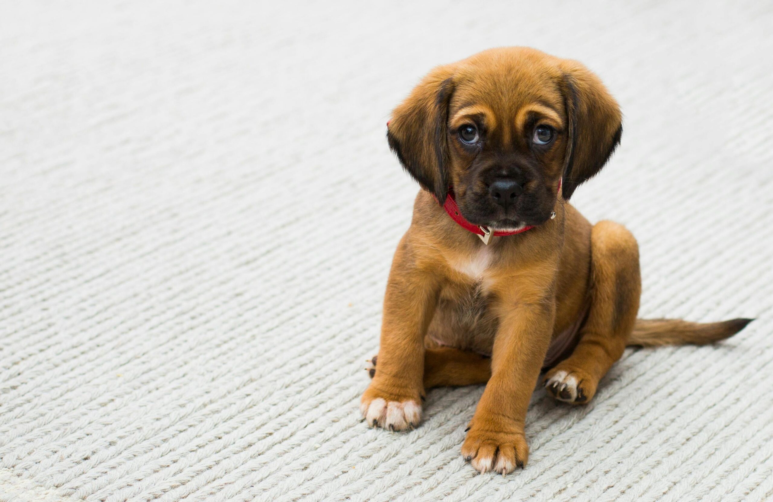 hundehvalpe vil have det bedste hvalpefoder