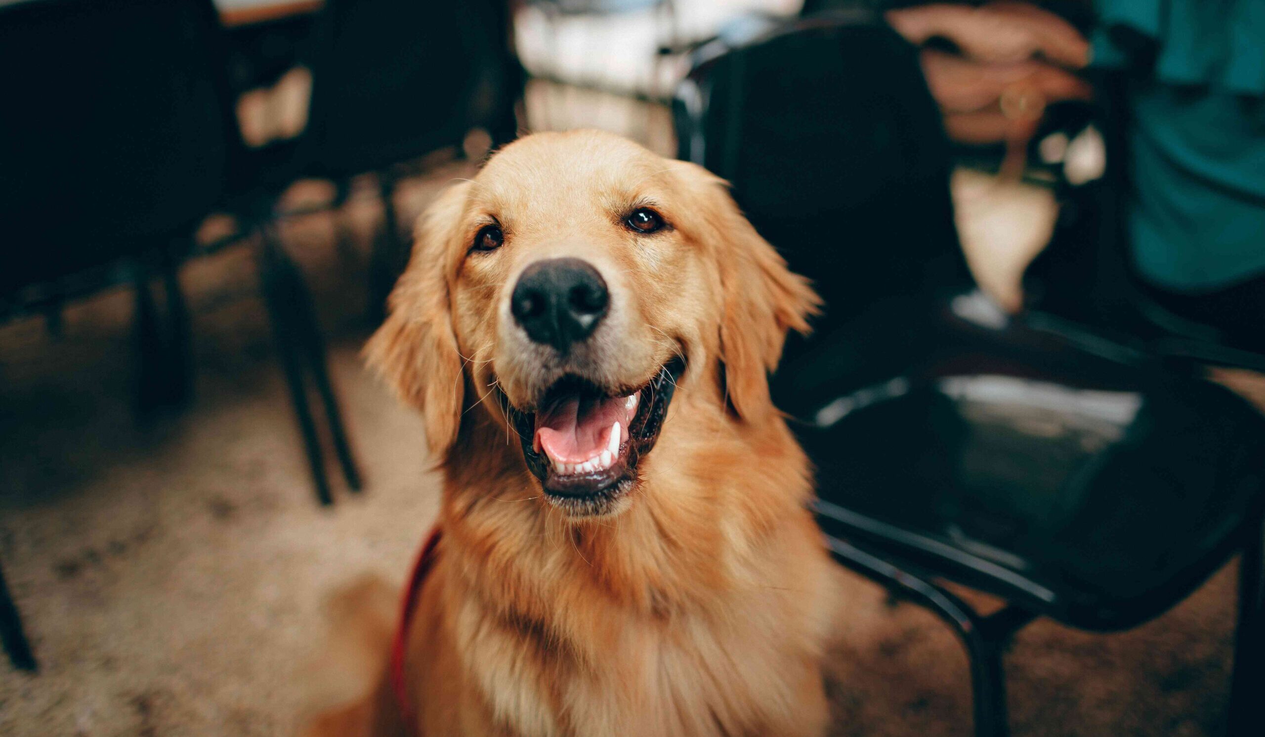 overvægtig hund mangler diætfoder