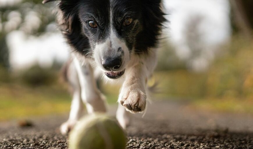 legesyg hund jager en tennisbold