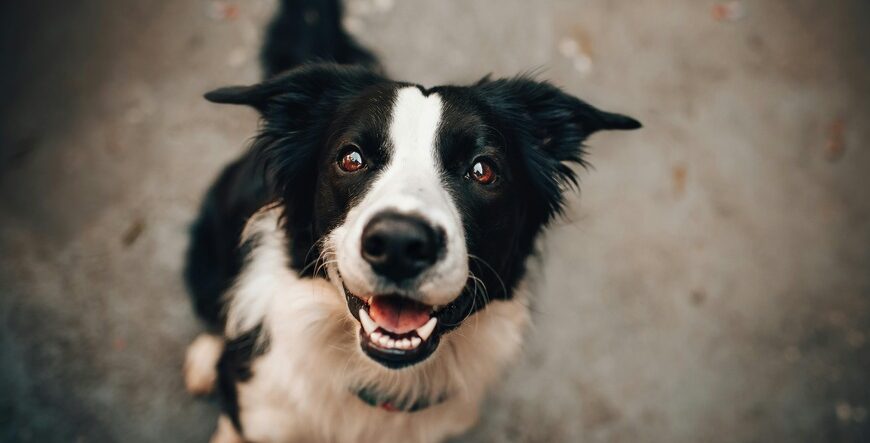 nysgerrig sød hund