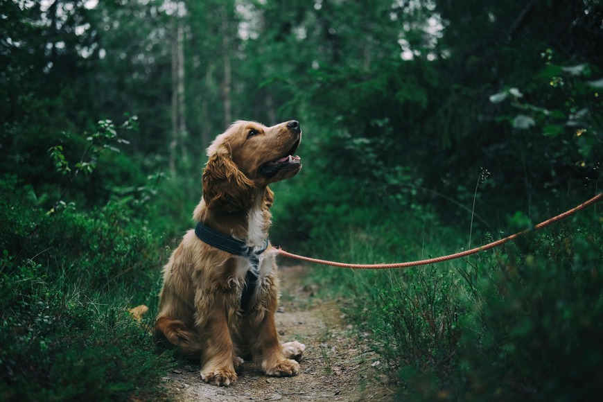 hund i skov