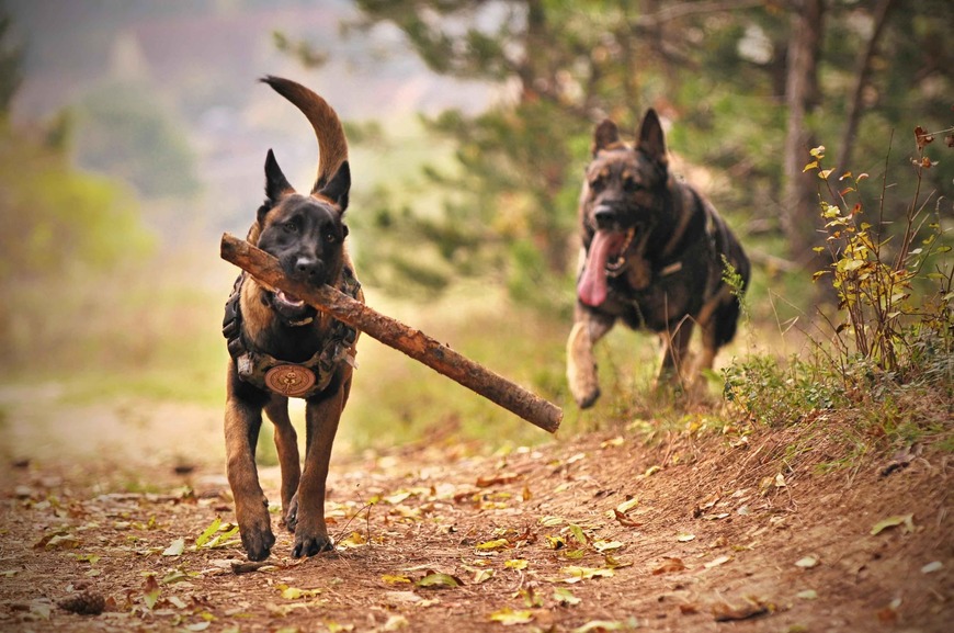 hunde elsker hundefoder tilbud på god foder