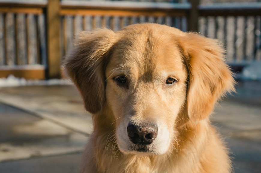 golden retriever hund