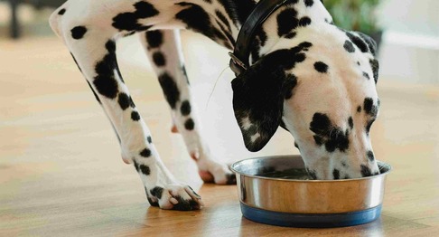 dalmatiner hund spiser hundefoder (1) (1) (1)