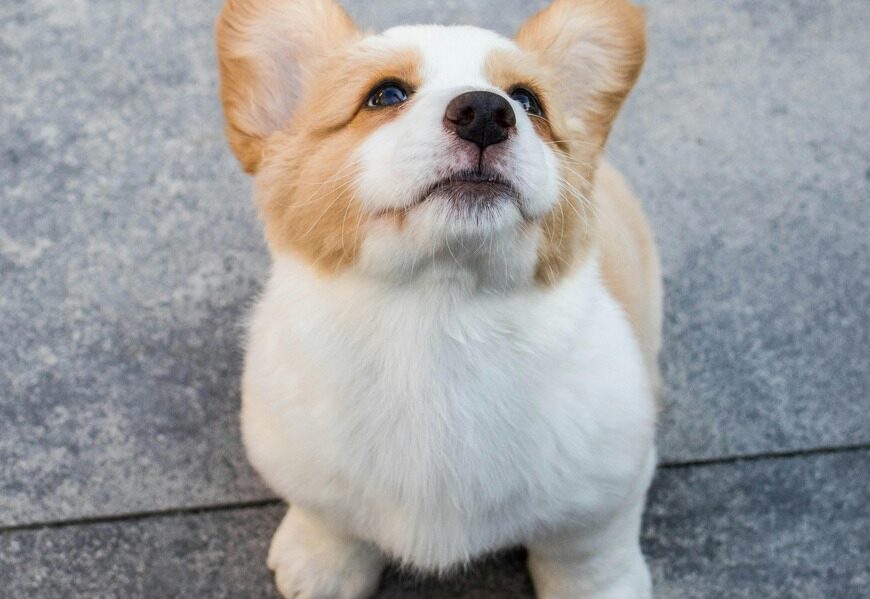 corgi som sidder på asfalten